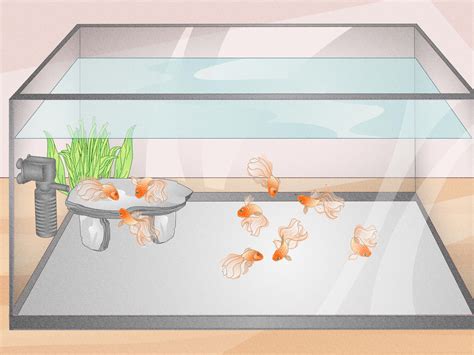 how many fish in a tank.